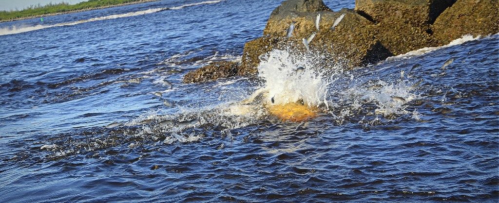 large fish in water