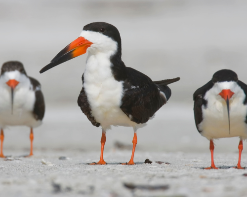 birds