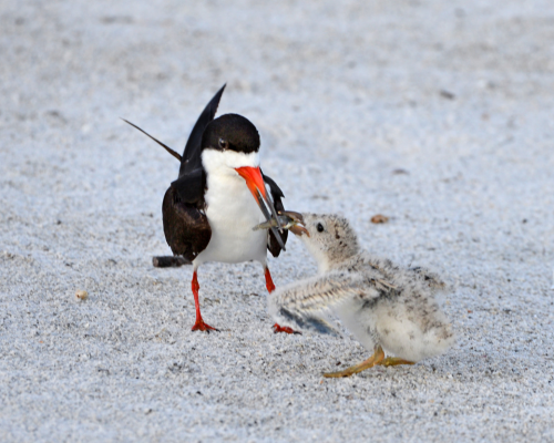 bird and smaller bird