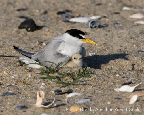 bird and baby bird